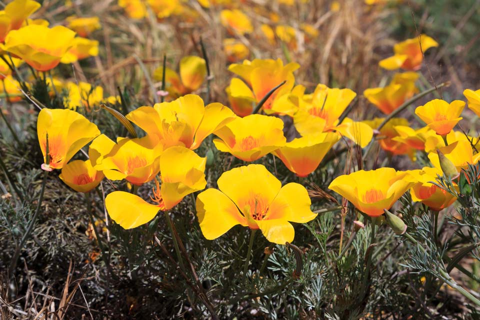 lancering activering behuizing Plants - Channel Islands National Park (U.S. National Park Service)