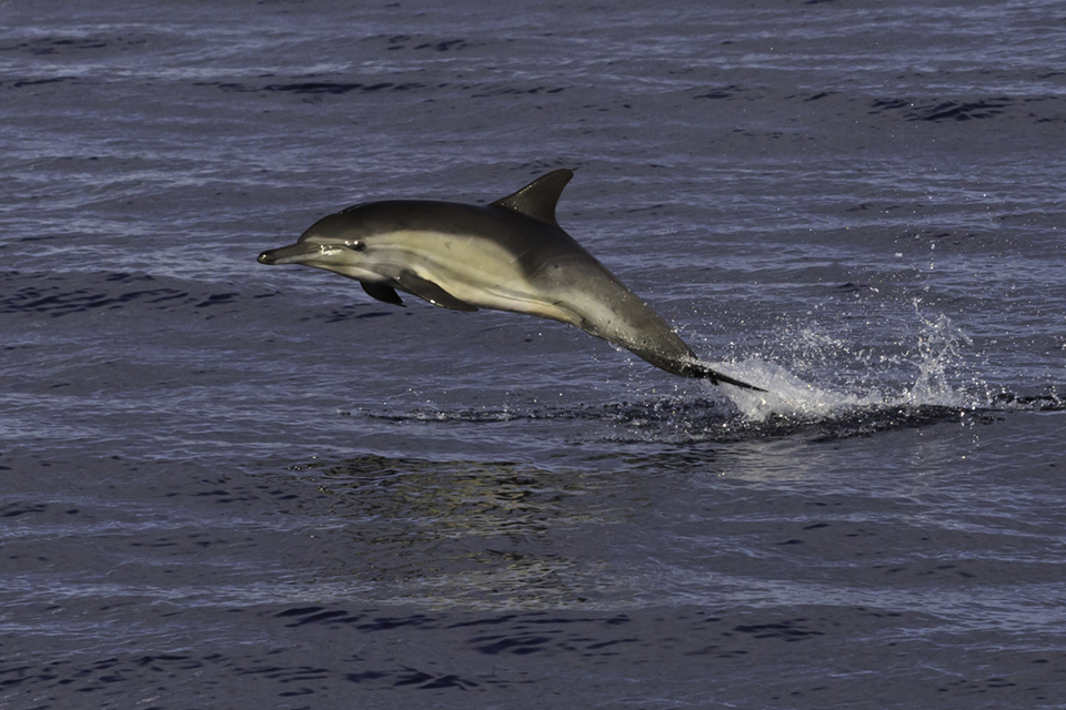 Dolphin Common Dolphin Common