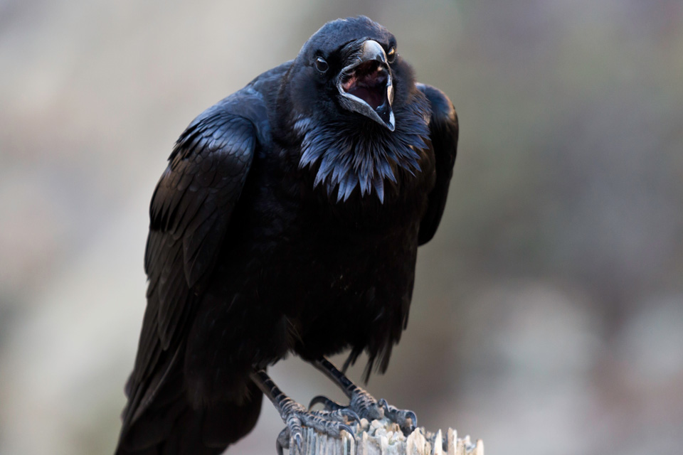 Common Raven - Channel Islands National Park (U.S. National Park Service)