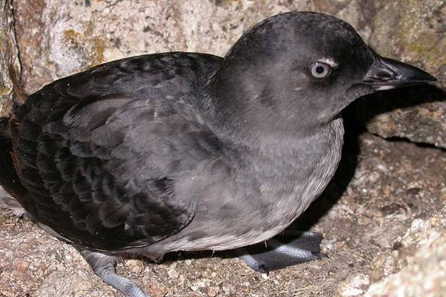 Grey seabird on rocks. Grey seabird on rocks.