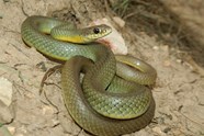 Western Yellow bellied Racer Channel Islands National Park U S Western Yellow bellied Racer Channel Islands National Park U S