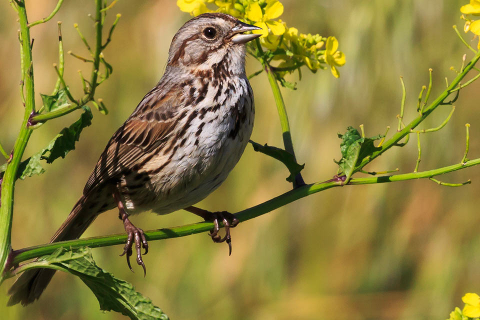 Channel Islands Song Sparrow Channel Islands National Park U S National Park Service Channel Islands Song Sparrow Channel Islands National Park U S National Park Service