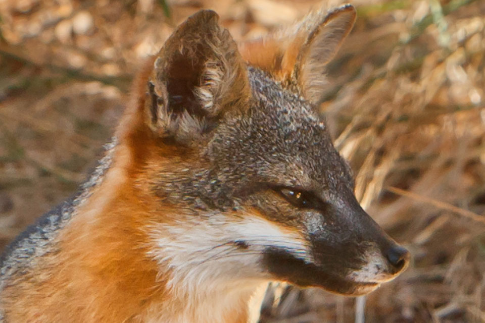 Terrestrial Animals - Channel Islands National Park (U.S. National Park