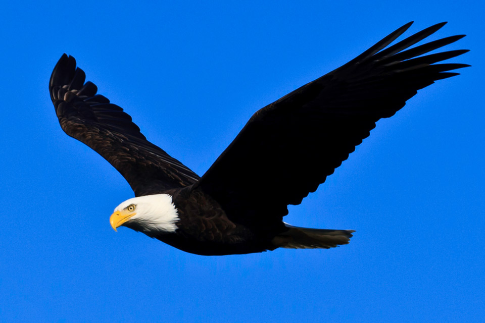 bald eagle interesting facts