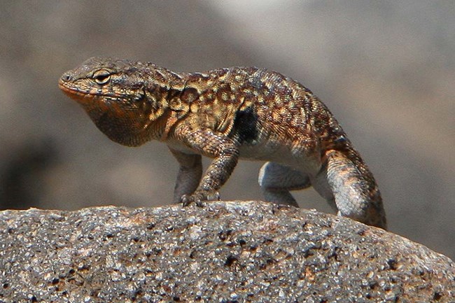 Yellow and brown lizard on rock. ©Tim Hauf, timhaufphotography.com