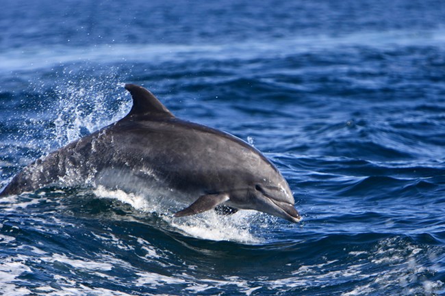 Grey dolphin jumping out of blue ocean.