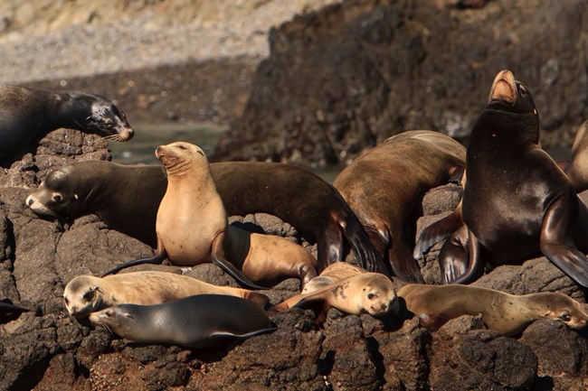 California Sea Lion - Channel Islands National Park (U.S. National Park