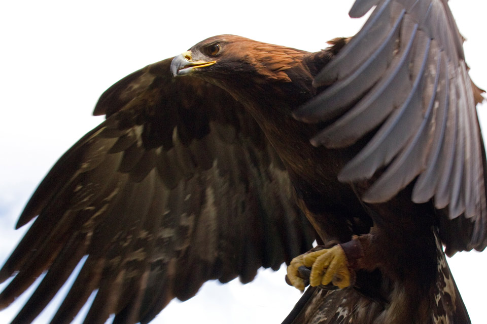 Golden eagle tail plume feather - Centralia Fur & Hide