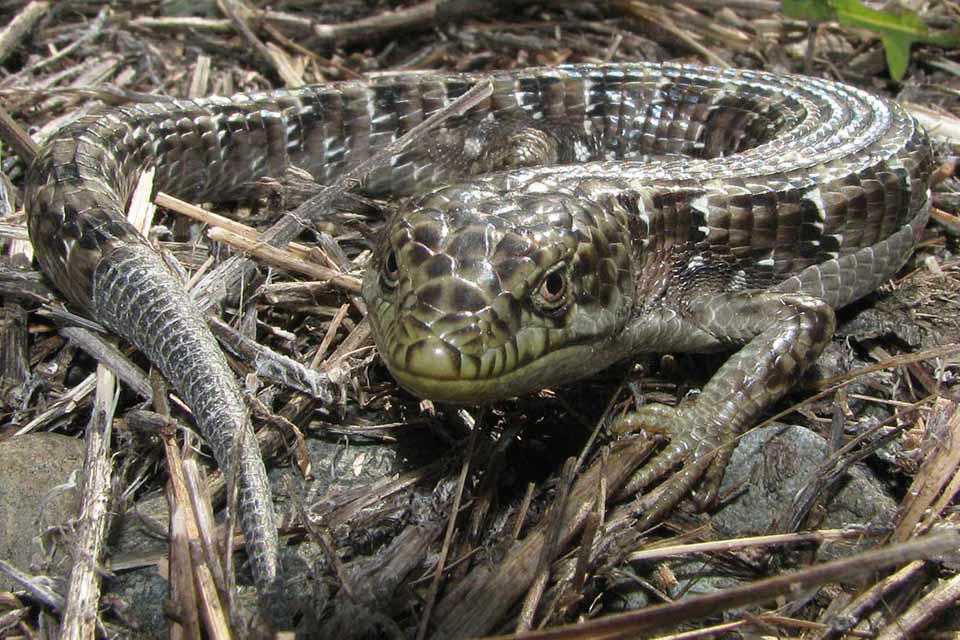 Southern Alligator Lizard Channel Islands National Park U S National Park Service