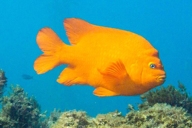 Orange fish swimming in blue ocean.