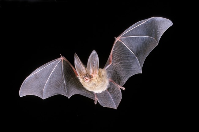 Bat flying against black sky. ©BLM