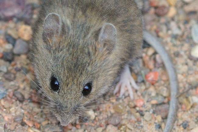 Brown mouse. © J.N. Stuart