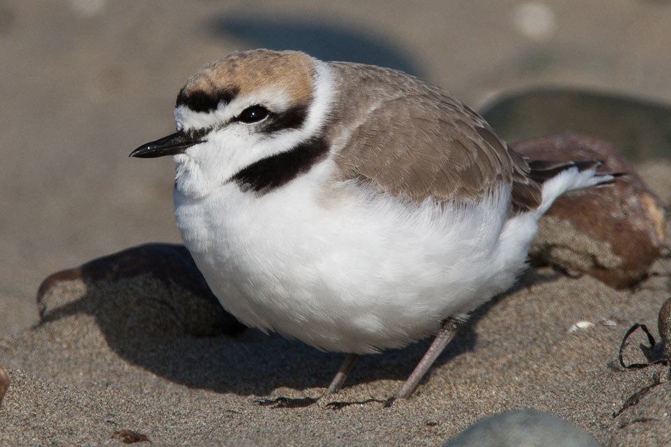 Snowy plover Western Snowy Plover Channel Islands National Park US National