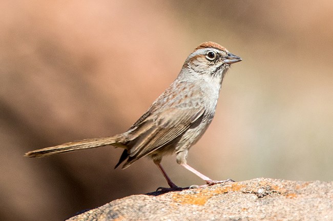 Brown and tan small sparrow sized bird. Ron Knight