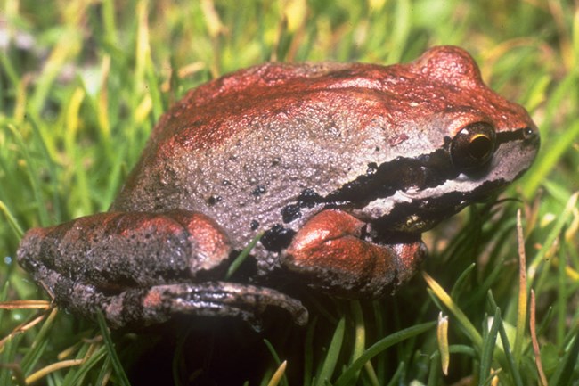 Brown and black frog on green grass. ©Charles Drost
