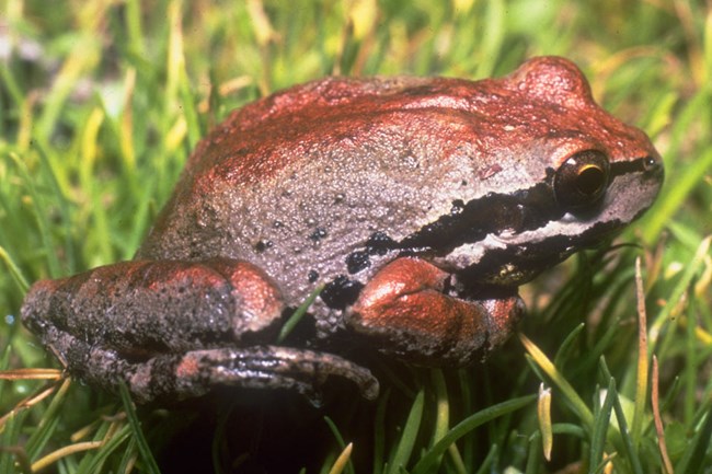 Brown and black frog on green grass. ©Charles Drost Brown and black frog on green grass. ©Charles Drost