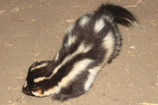 Black and white skunk on it front legs.