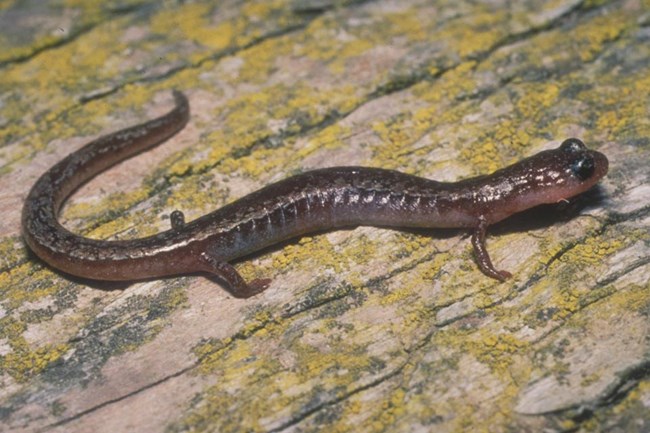 Brown salamander on wood. ©NPS