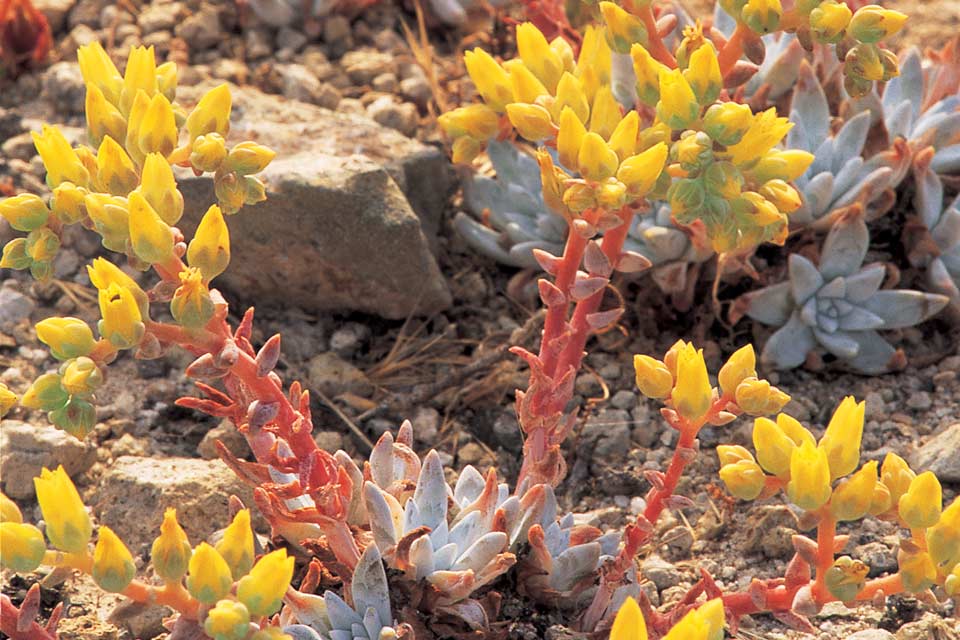 Rare Plants Channel Islands National Park (U.S. National