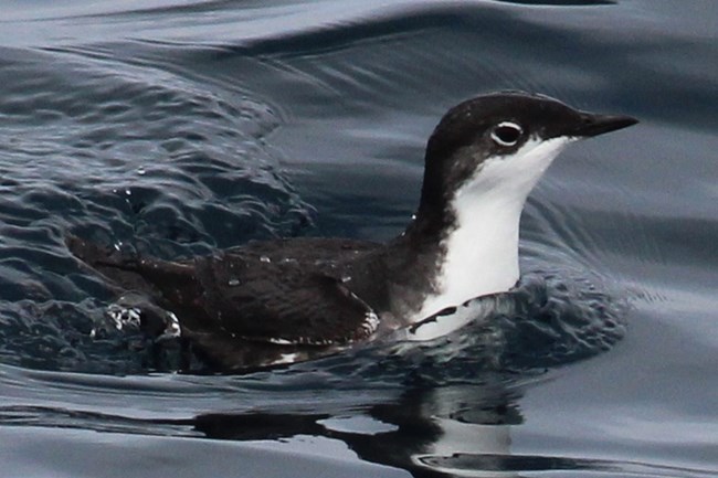 black and white seabird in water.