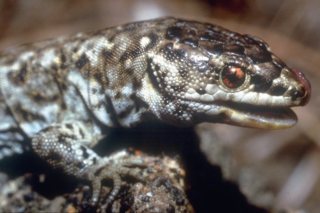 Brown and white spotted lizard with tongue out. © Charles Drost