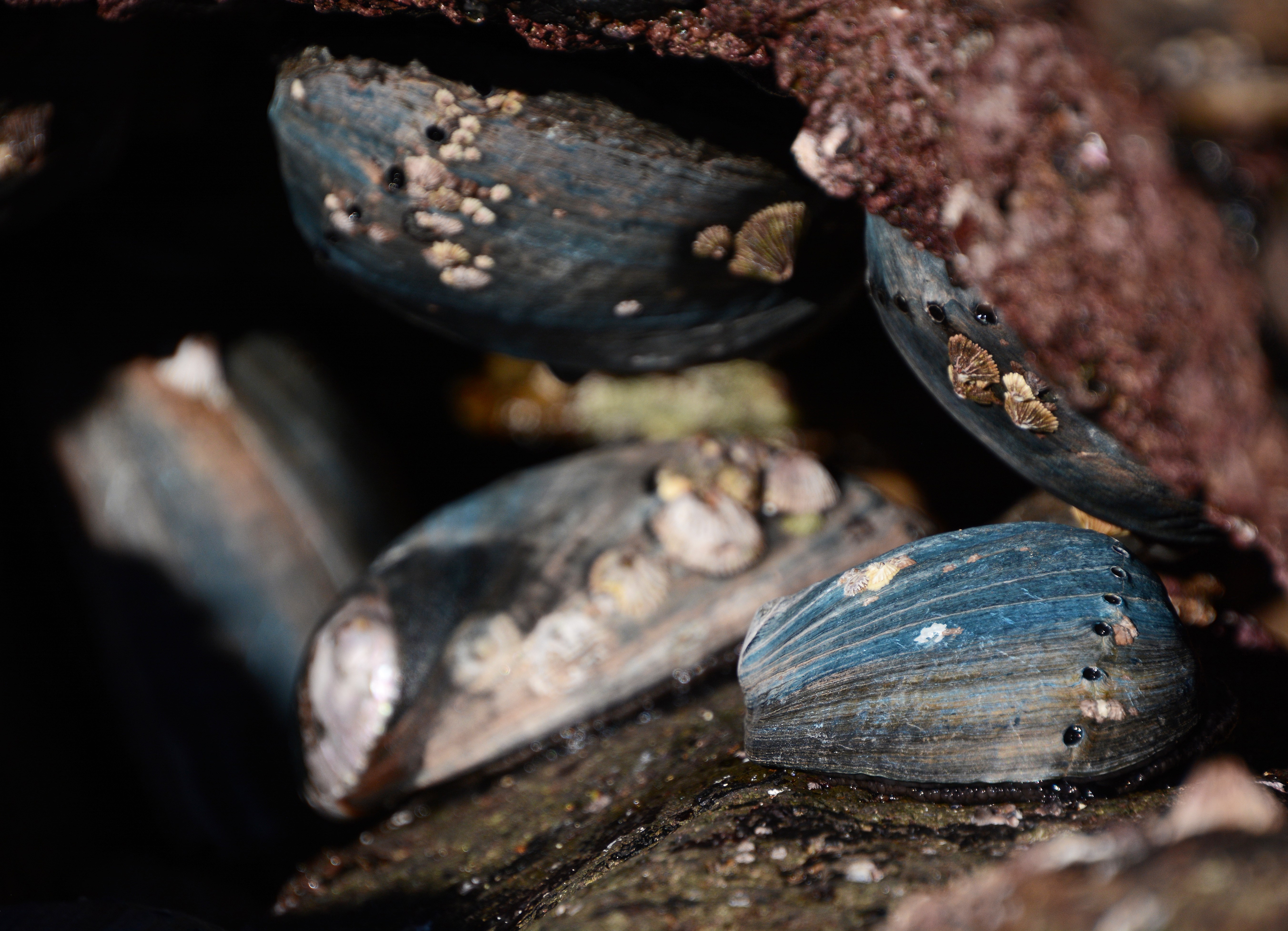 abalone in tidepool