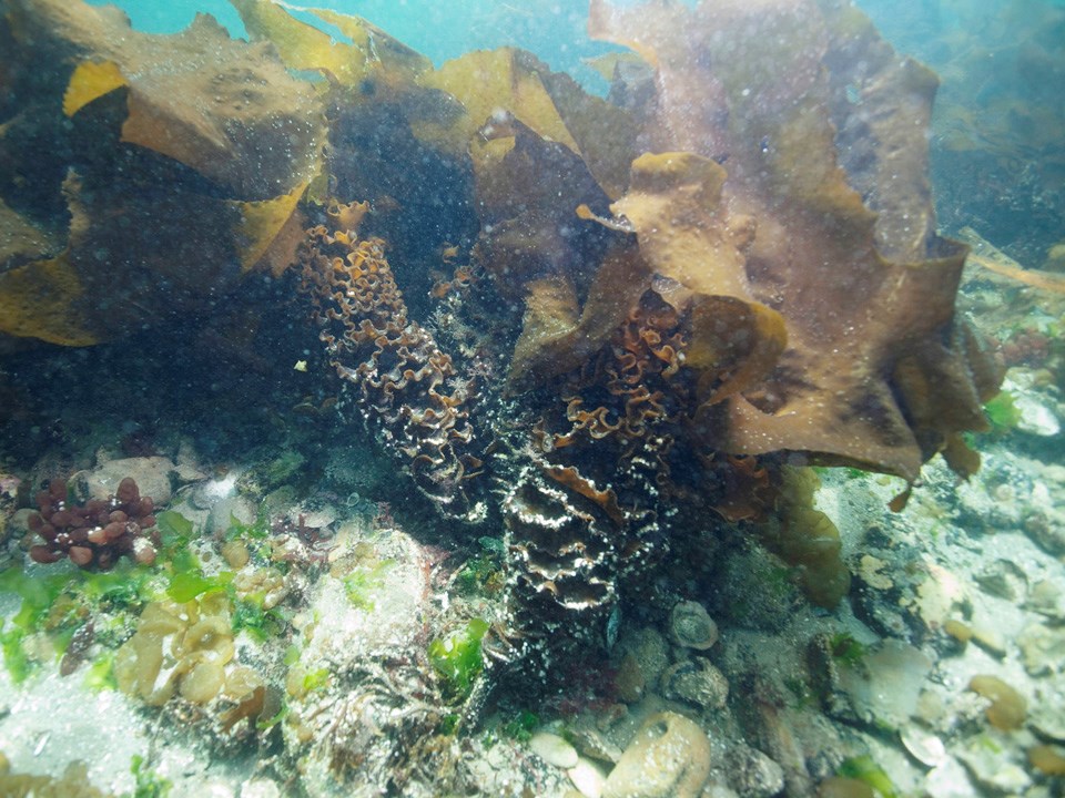 Asian kelp growing on the seafloor