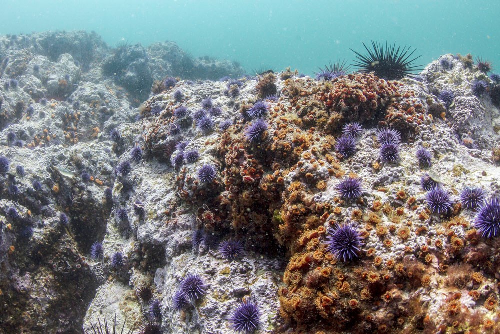Barren, rocky seafloor dotted with purple sea urchins