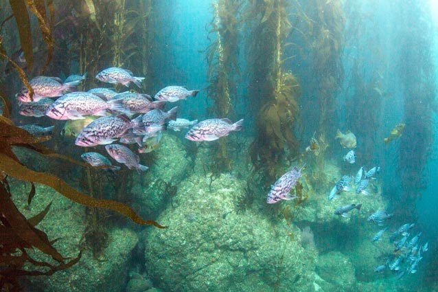 Rocky Reef. Yasmeen Smalley / NPS. Rocky reef and kelp forest with a school of blue rockfish.