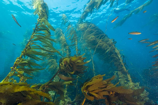 Kelp forest in Gull Island Marine Reserve off of Santa Cruz Island
