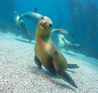 California sea lions