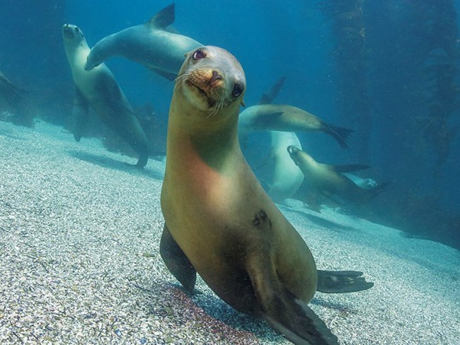 Sea lion hovering just over the ocean floor, looking at the photographer