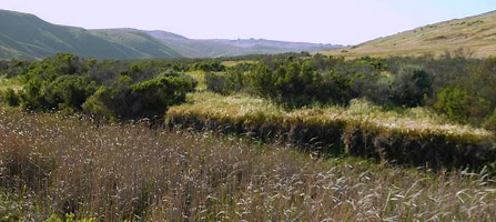 A mixture of habitats in Old Ranch Canyon on Santa Rosa Island A mixture of habitats in Old Ranch Canyon on Santa Rosa Island