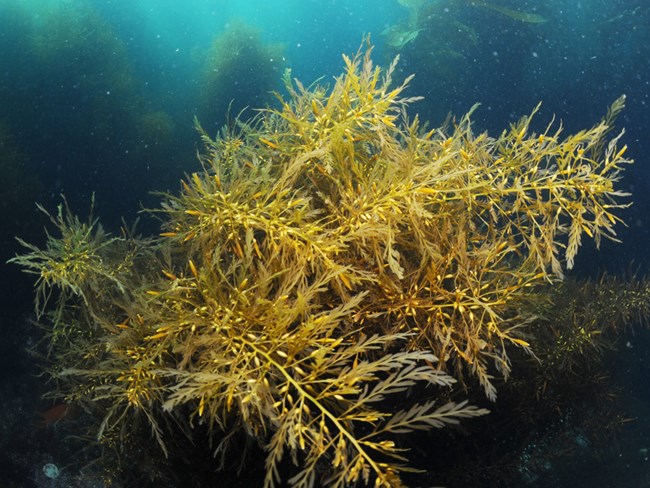 Sargassum horneri now dominates extensive swaths of kelp forest and subtidal habitat at six of the eight Channel Islands. Sargassum horneri
