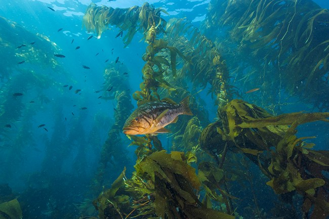 fish in kelp