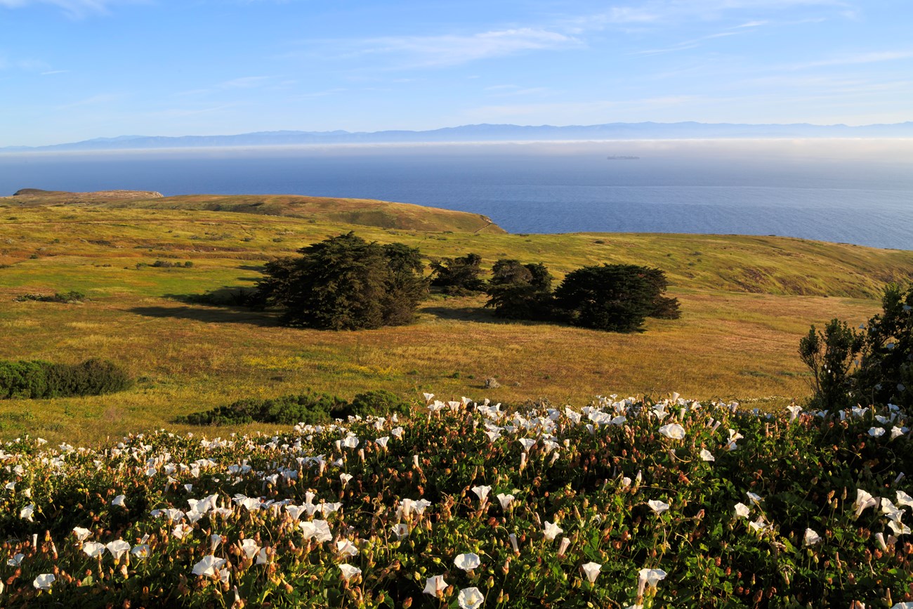 grove of trees on grassy coastal bluffs with flowers in foreground