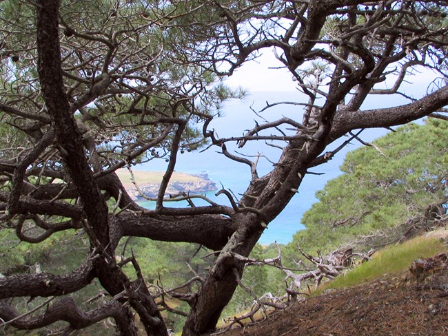 Looking through a stand of Torrey pines from within