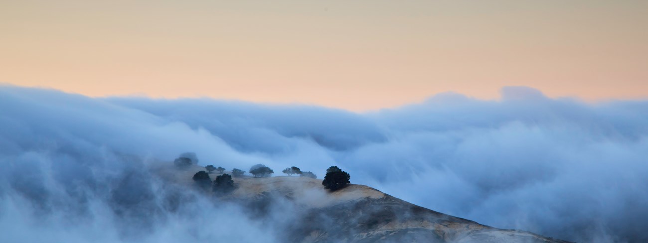 trees on ridge top surrounded by fog
