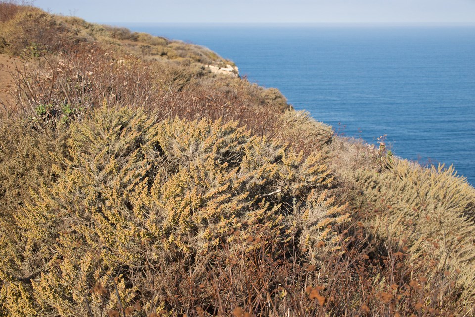 Coastal sage scrub plant community along the top of a seaside cliff