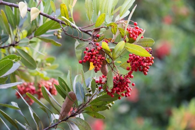 Red berries of a toyon shrub