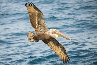 California brown pelican soaring over blue water