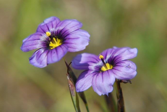 Two small, bright purple flowers with yellow centers