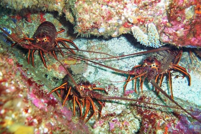 Three California spiny lobsters