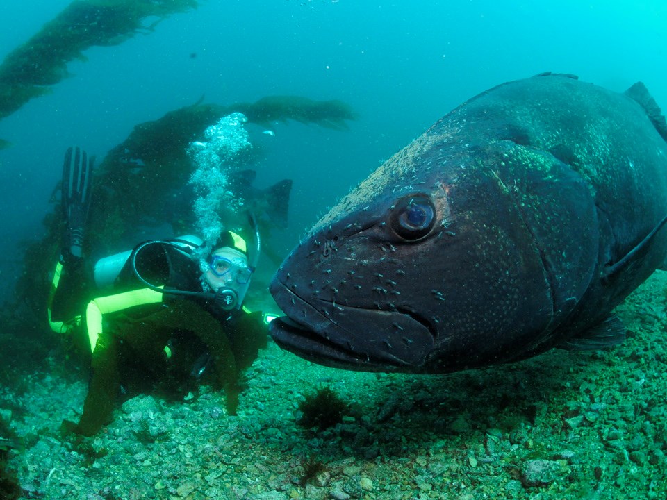 Diver face to face with an enormous black seabass