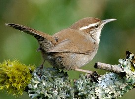 Bewick's Wren by Minette Layne