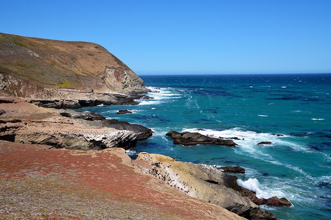 coastline with steep cliffs and seabirds on rocks