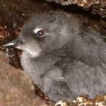 Cassin's auklet