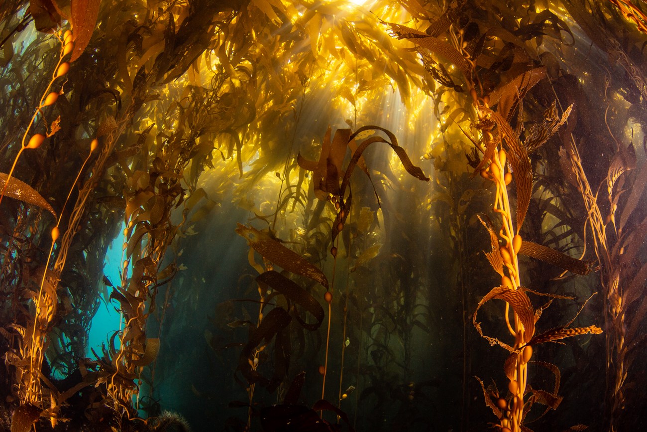 rays of sunlight coming through a kelp forest