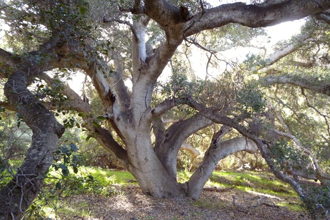 Light filtering through the twisting branches of an oak tree