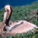 brown pelican